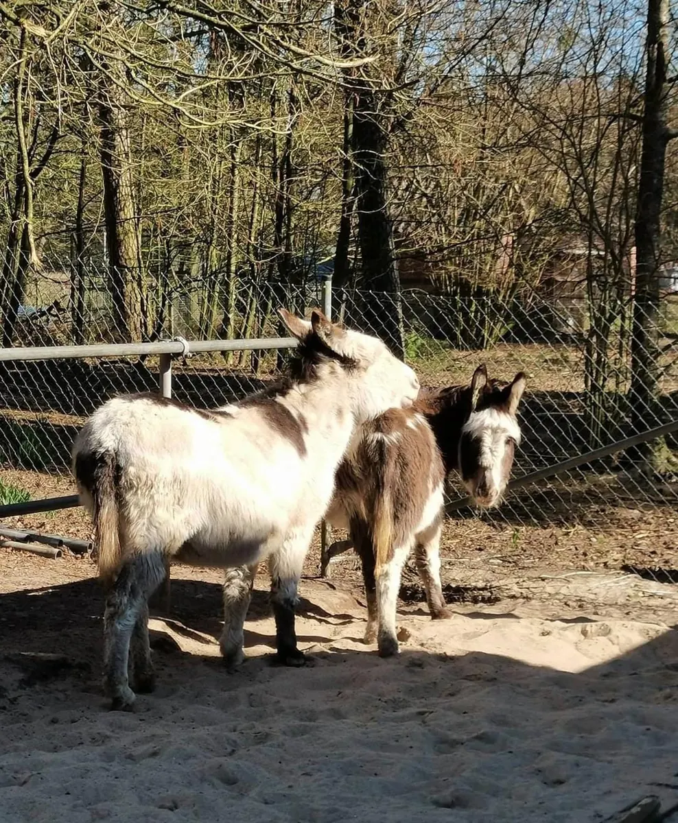 Zwei Esel auf dem frisch sanierten, sandigen Paddock